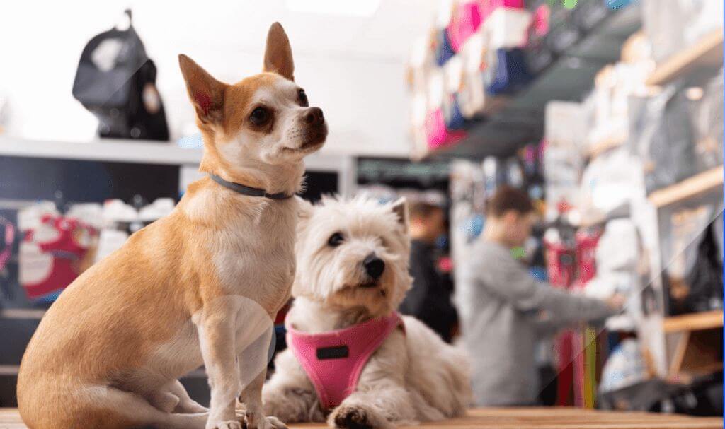 pet-supply-brands