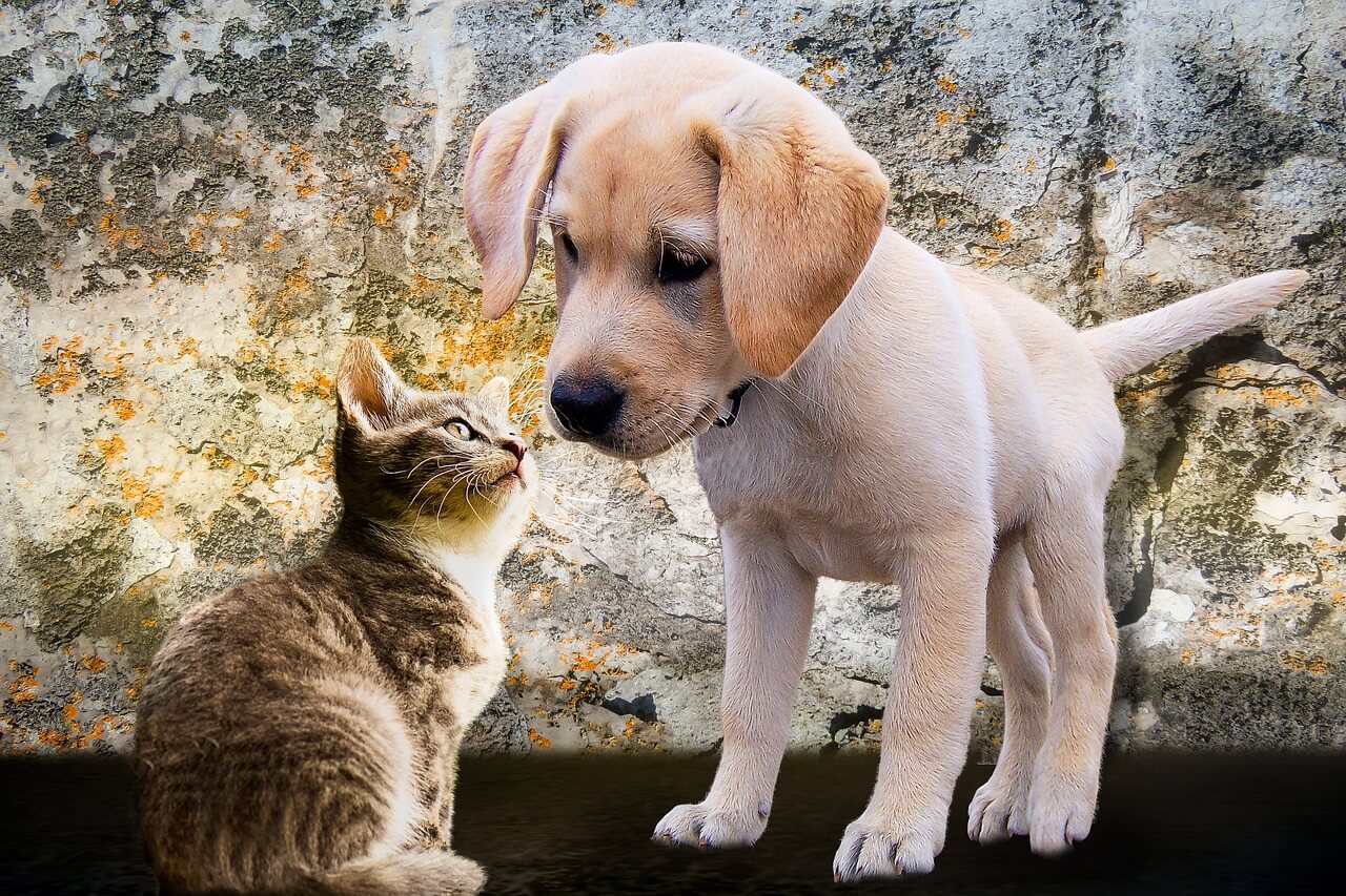 pets-retail-services